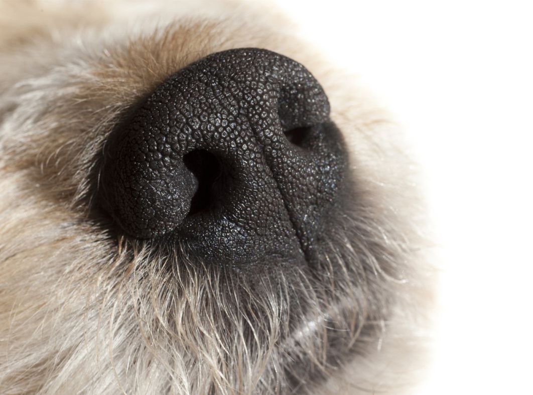 cameo Laser-Schnuppertage.jpg